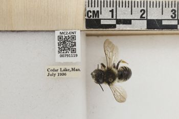 Media type: image;   Entomology 791119 Aspect: Labels